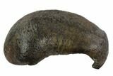 Fossil Whale Ear Bone - Miocene #95753-1